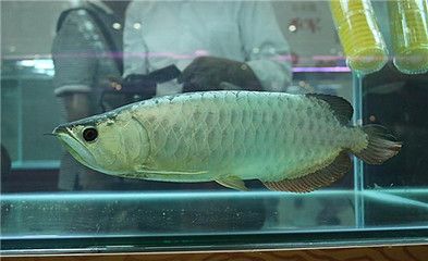 銀龍魚多少錢（銀龍魚價格因多種因素而異） 龍魚百科 第5張