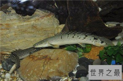 為什么金龍魚總在水面上游（為什么金龍魚總在水面上游？） 龍魚百科 第3張