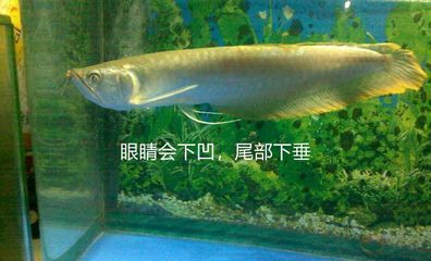 銀龍魚(yú)的一只眼睛向下斜了（銀龍魚(yú)的眼睛下垂怎么辦） 龍魚(yú)百科 第1張