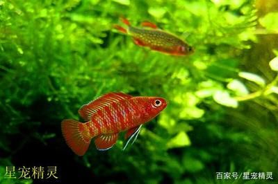 小型龍魚（什么是小型龍魚？） 龍魚百科 第2張