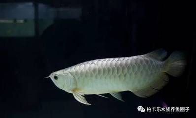 一條銀龍魚配三條鸚鵡魚（一條銀龍魚配三條鸚鵡魚在理論上是可行的） 龍魚百科 第3張