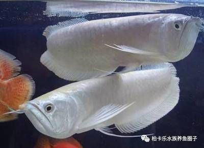 一條銀龍魚配三條鸚鵡魚（一條銀龍魚配三條鸚鵡魚在理論上是可行的） 龍魚百科 第5張