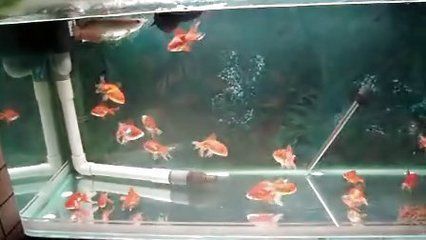 養(yǎng)龍魚,魚缸開燈先開屋里的燈（養(yǎng)龍魚時(shí)開燈的正確順序） 龍魚百科 第5張