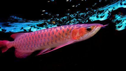 土霉素片治療龍魚什么病（土霉素片可以治療哪些疾??？） 龍魚百科