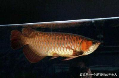 養(yǎng)龍魚用led燈好還是nec燈好（養(yǎng)龍魚時選擇使用led燈還是nec燈主要取決于您對燈光效果等方面的考慮） 龍魚百科 第5張