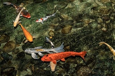 養(yǎng)的龍魚死了有什么講究嗎 龍魚百科 第4張