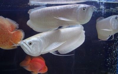 小銀龍魚能給吃小鯽魚嗎（小銀龍魚可以吃小鯽魚） 龍魚百科 第4張