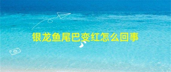 銀龍魚變紅是什么情況（銀龍魚為什么會變紅） 龍魚百科 第3張