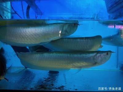 一米八魚缸可以養(yǎng)五條龍魚嗎（一米八的魚缸是否適合養(yǎng)五條龍魚） 龍魚百科 第3張