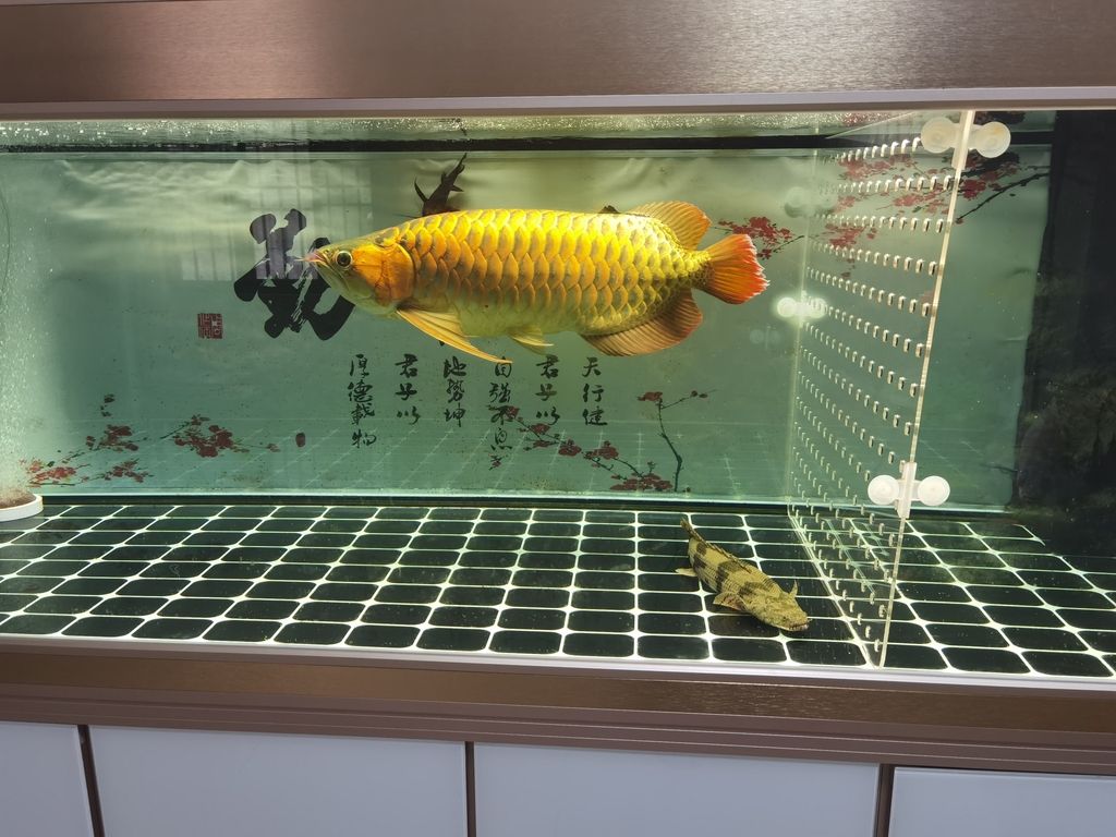  觀賞魚(yú)論壇