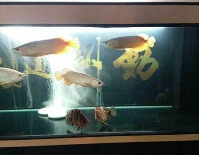 一條龍魚(yú)一條虎魚(yú)好還是兩條好（龍魚(yú)和虎魚(yú)混養(yǎng)，需要注意哪些問(wèn)題？） 龍魚(yú)百科 第5張