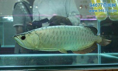 銀龍魚比金龍魚貴嗎（銀龍魚和金龍魚的價格差異） 龍魚百科 第3張