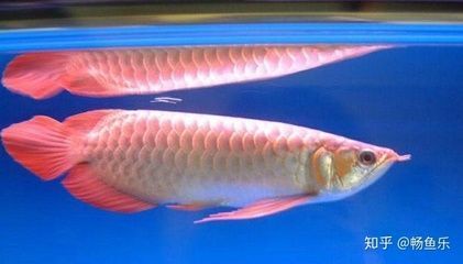 一米金龍魚多少錢一條啊（一米長的金龍魚價格因品種、圖案的稀有程度等因素有很大差異） 龍魚百科 第4張