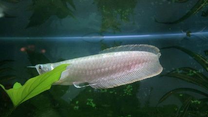 銀龍魚(yú) 好壞（判斷銀龍魚(yú)的好壞需要綜合考慮其外觀特征、健康的銀龍魚(yú)） 龍魚(yú)百科 第3張