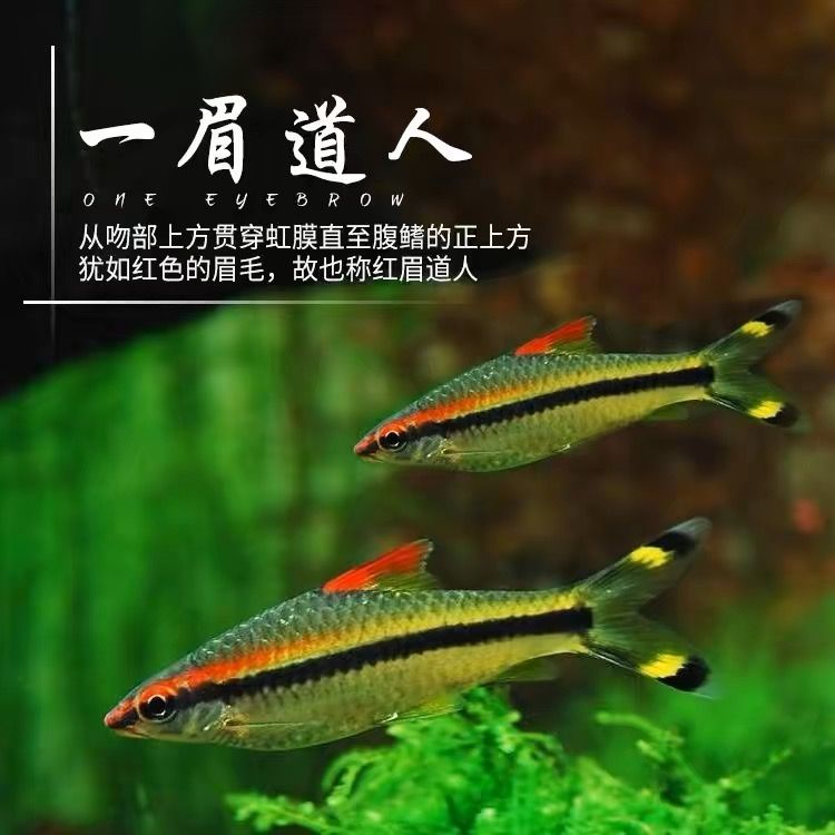 一眉道人可以跟龍魚混養(yǎng)嗎（一眉道人魚與龍魚可以混養(yǎng)嗎？） 龍魚百科 第5張