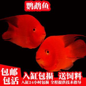 銀龍魚(yú)和鸚鵡魚(yú)能吃一種飼料嗎（銀龍魚(yú)和鸚鵡魚(yú)在混養(yǎng)時(shí)可以共用一種飼料嗎？） 龍魚(yú)百科 第4張