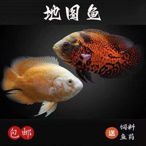 銀龍魚(yú)和鸚鵡魚(yú)能吃一種飼料嗎（銀龍魚(yú)和鸚鵡魚(yú)在混養(yǎng)時(shí)可以共用一種飼料嗎？） 龍魚(yú)百科 第1張