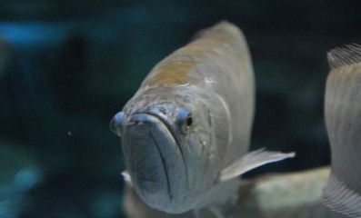 銀龍魚13天不喂會(huì)死嗎（銀龍魚在13天內(nèi)不喂食通常不會(huì)導(dǎo)致死亡） 龍魚百科 第5張