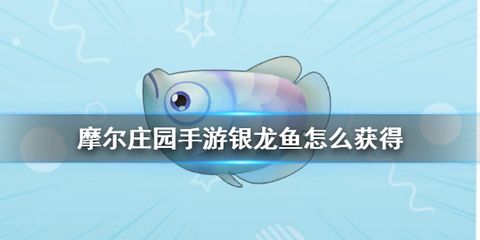 銀龍魚不愛動(dòng)了怎么回事（銀龍魚不愛動(dòng)可能由多種因素引起銀龍魚不愛動(dòng)的原因） 龍魚百科 第4張