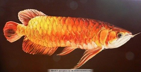 養(yǎng)紅龍魚用什么牌子燈最好（紅龍魚專用燈品牌有哪些？） 龍魚百科 第5張