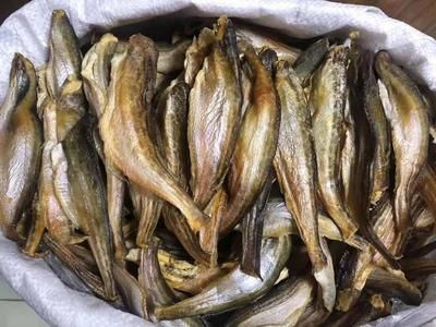 天山小龍魚（“天山小龍魚”是什么？） 龍魚百科 第5張