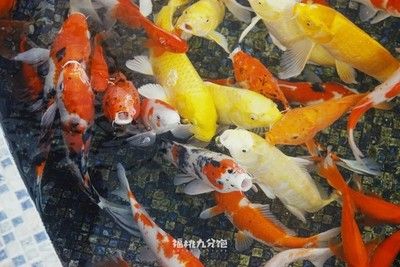 銀龍魚大口張嘴呼吸不吃正常嗎（銀龍魚大口張嘴呼吸不吃食是怎么回事？） 龍魚百科