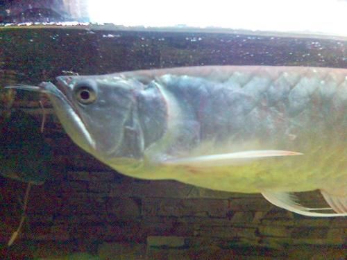 銀龍魚(yú)掉眼的原因（銀龍魚(yú)掉眼的原因是什么，銀龍魚(yú)掉眼的原因多種多樣） 龍魚(yú)百科 第3張