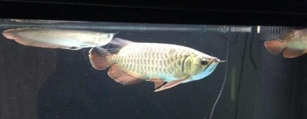 為什么用完龍魚5號藥魚會死（使用龍魚5號藥后魚死亡的原因） 龍魚百科 第2張