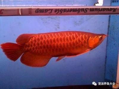 為什么用完龍魚5號藥魚會死（使用龍魚5號藥后魚死亡的原因） 龍魚百科 第4張