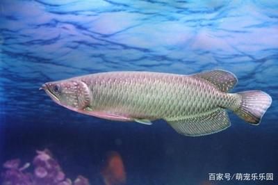 星點(diǎn)龍魚和什么魚混養(yǎng)最好（與星點(diǎn)龍魚混養(yǎng)的幾種魚） 龍魚百科 第5張