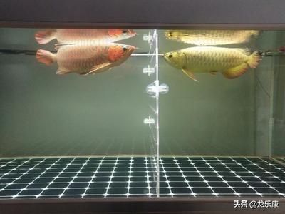 養(yǎng)龍魚用多少k的燈（養(yǎng)龍魚時如何選擇燈光色溫） 龍魚百科 第4張