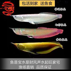 新買的黃化銀龍魚多久能吃魚食（新買的黃化銀龍魚在適應(yīng)新環(huán)境后才能開始吃魚食） 龍魚百科 第2張