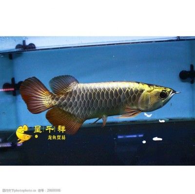 祥龍品牌龍魚魚場（祥龍品牌龍魚的優(yōu)勢） 龍魚百科 第3張