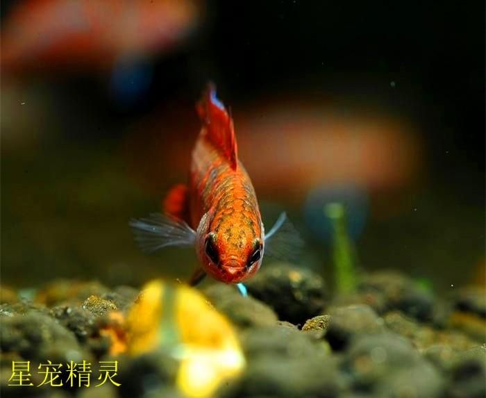 小型龍魚有哪些（成年后體型較小的龍魚品種有哪些？） 龍魚百科 第4張