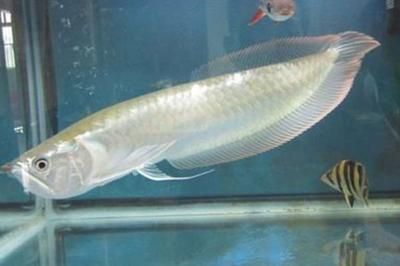 銀龍魚(yú)吃什么牌子飼料最好（銀龍魚(yú)的飼料選擇）