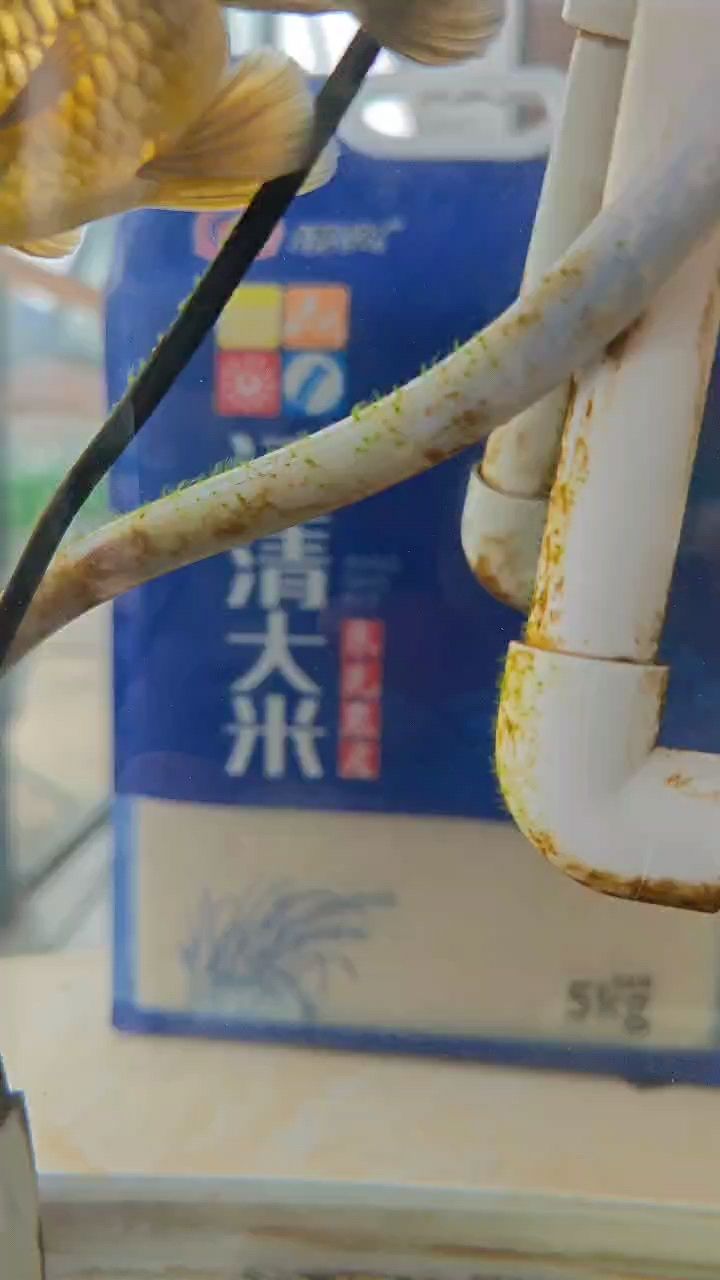 這是要張綠苔的節(jié)奏么？（帷藝水族評論：把褐藻都刮了，帷藝水族評論：是的） 觀賞魚論壇