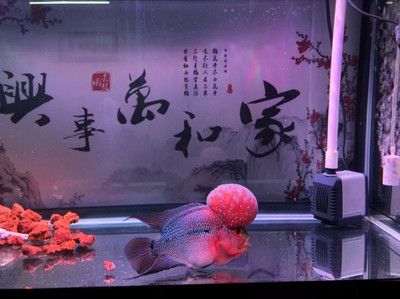 新手養(yǎng)銀龍魚還是養(yǎng)紅龍魚或金龍魚好（作為新手養(yǎng)魚愛好者，選擇哪種龍魚作為寵物是一個(gè)重要的決定） 龍魚百科 第5張