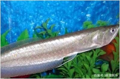 銀龍魚霸氣嗎（銀龍魚以其獨(dú)特的外觀和行為特征被認(rèn)為是一種霸氣的觀賞魚） 龍魚百科 第2張