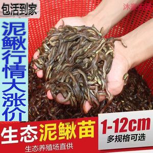 土龍魚,淡水可以養(yǎng)殖嗎（土龍魚能在淡水中生存嗎？） 龍魚百科 第2張