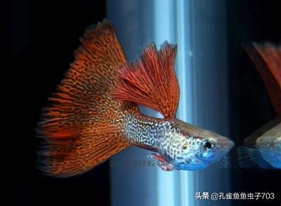 網(wǎng)上買金龍魚可靠嗎（在網(wǎng)上購買金龍魚時(shí)，選擇信譽(yù)好的賣家非常重要） 龍魚百科 第3張