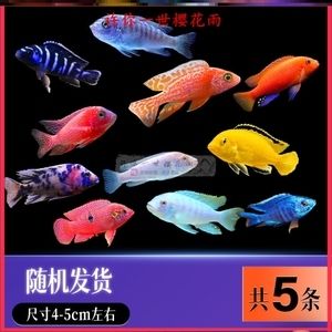 養(yǎng)薩伊藍(lán)的燈可以養(yǎng)龍魚嗎？（薩伊藍(lán)魚和龍魚可以混養(yǎng)嗎？） 龍魚百科 第3張