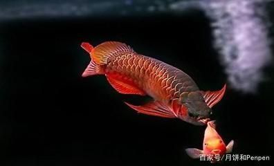 小龍魚立鱗幾天能好（小龍魚立鱗的恢復時間） 龍魚百科