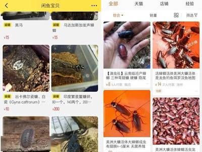 咸魚怎么獲得龍魚（在咸魚上購買龍魚是一個相對便捷的方式） 龍魚百科 第3張