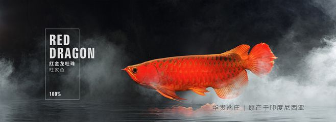 天龍魚圖片（天山龍魚是一種生活在新疆天池的淡水魚類，飼養(yǎng)條件和技巧） 龍魚百科 第1張