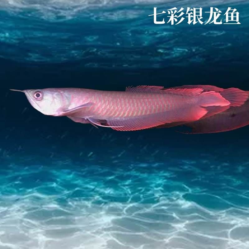 銀龍魚大還是七彩龍魚大（銀龍魚和七彩龍魚在體型上并沒有顯著的區(qū)別并沒有顯著的區(qū)別） 龍魚百科 第4張