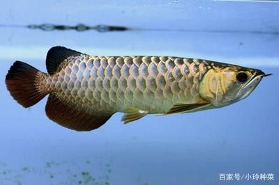 養(yǎng)龍魚 請龍送龍（養(yǎng)龍魚與請龍送龍的關(guān)系） 龍魚百科 第2張