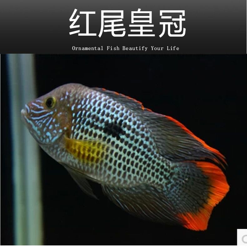 銀龍魚和皇冠魚能在一起養(yǎng)嗎（銀龍魚和皇冠魚可以混養(yǎng)嗎？） 龍魚百科 第4張