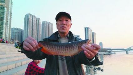 銀龍魚可以放生嗎（銀龍魚可以放生嗎？） 龍魚百科 第4張