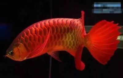 新加坡紅龍魚（新加坡紅龍魚價格大致在1000元左右） 龍魚百科 第5張