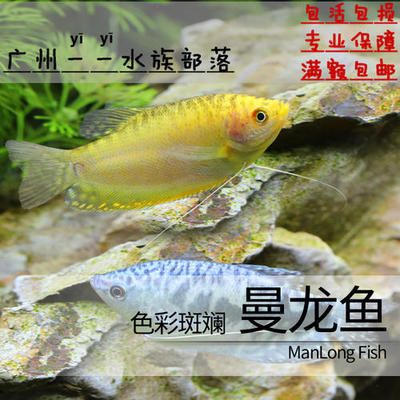 萬龍魚和曼龍魚（萬龍魚和曼龍魚是同一種魚嗎？） 龍魚百科 第4張